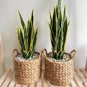 Macetas Ecológicas de Jacinto de Agua, Cesta para Plantas, Decoración de Jardín a Precio Económico - Product Image 3
