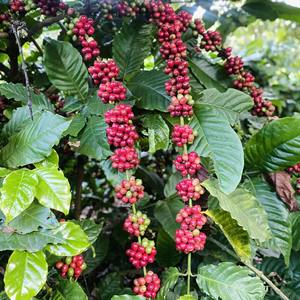 เมล็ดกาแฟสีเขียวอาราบิก้าแบบล้างเต็มจอขนาด18นิ้วผลิตจากเวียดนาม - Product Image 5