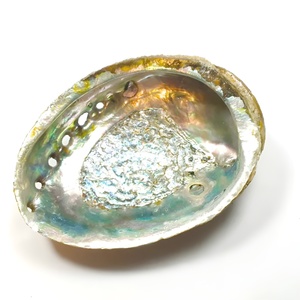 <b>Abalone</b> seashell for making jewelry factory direct price natural sea <b>shell</b> aquarium decoration - Product Image 3