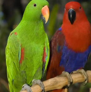 Eclectus Parrot Live Birds for Aviculture Breeding Ornamental <b>Aviaries</b> and Wholesale Supply - Product Image 4