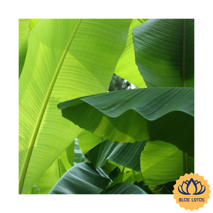 [HAUTE QUALITÉ] Feuilles de bananier vertes IQF surgelées, feuilles d'emballage de qualité A, emballage sous vide en vrac pour l'industrie alimentaire, Blue Lotus Farm - Product Image 1