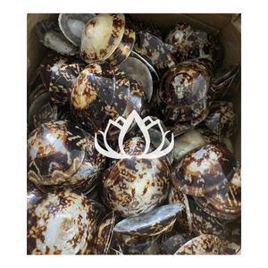 Meilleures ventes 2026 : Coque de protection en coquille de limette polie pour la collecte du lait maternel et la protection des mamelons - Product Image 1