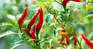 PIMENTS ROUGES FRAIS DE QUALITÉ SUPÉRIEURE / POIVRONS TRÈS PIQUANTS POUR LA VENTE EN GROS - Product Image 1