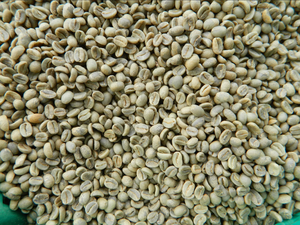 Granos de Café Verde Robusta Orgánico de Primera Calidad AA+ de Vietnam, Tamaño 16, Certificado por el USDA, Negros y Partidos, Bolsas de 1000 kg, Exportación Directa - Product Image 6