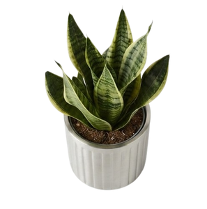 Macetas Decorativas de Jardín con Acabado Plateado de Último Diseño, Maceteros Metálicos de Diseño Moderno, Fabricante y Proveedor de Maceteros de Hierro - Product Image 3