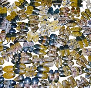 Par de piedras preciosas sueltas naturales de jaspe oceánico, precio al por mayor, último par, pendientes de uso, piedras preciosas sueltas naturales para hacer joyas - Product Image 1