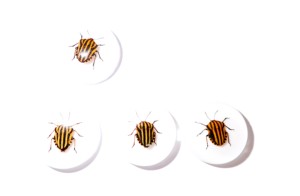 Cabujón de Plástico con Espécimen Real de Insecto Rayado, Redondo, 25x25 mm, Base Plana Blanca para Manualidades y Joyería - Product Image 1