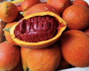 Puré de Fruta Gac Congelada IQF Premium, Color Rojo Natural, Proveedor Mayorista de Vietnam, Calidad de Exportación a Granel - Sra. Tarina - Product Image 2