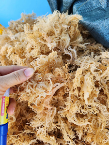 Matière première d'algues Eucheuma Cottonii séchées pour la production de carraghénane, mousse de mer dorée naturelle pour l'exportation industrielle - Product Image 2