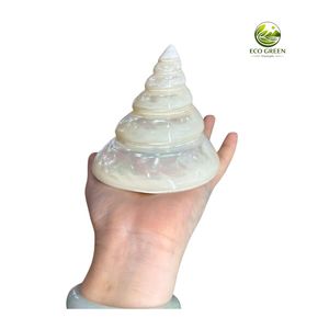 Concha de Trochus Rayada Natural Pulida, Perla Marina Moderna para Decoración Náutica del Hogar, Suministros para Manualidades DIY - Product Image 1