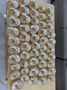 เปลือกหอยเทอร์โบสีน้ำเงิน, จัดส่งตรงจากโรงงาน, เปลือกหอยขัดเงาสำหรับตกแต่ง - Product Image 2