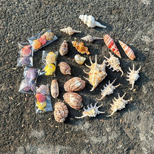 Éclats de coquillages décoratifs pour la fabrication de bougies et de savons - Product Image 1