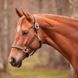Cabestro de Cuero Enrollado para Caballo, en Cuero Indio de Alta Calidad con Hebilla de Latón y Acolchado Suave de Piel de Vaca - Product Image 3
