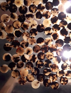 Boutons en agate naturelle de qualité supérieure, en corne de buffle, style animal sculpté, avec fonction imperméable - Product Image 3