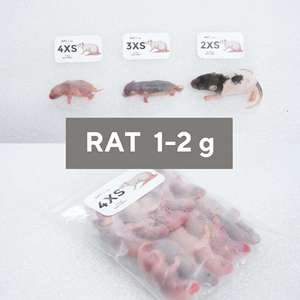 Rata Rosa Congelada de Alta Calidad (4XS) 1-2g – Libre de Salmonella, Alimento para Serpientes y Reptiles - Product Image 1