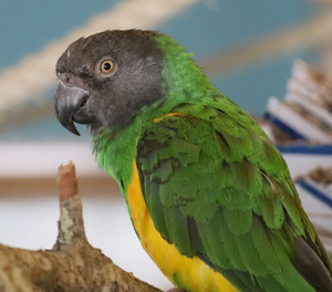 Senegal Parrots Live Ornamental Birds for Aviculture Breeding Programs <b>Aviaries</b> and Wholesale Supply - Product Image 2
