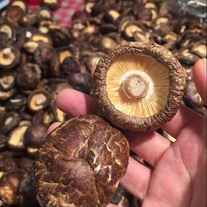 ผู้ผลิตเห็ดชิตาเกะแห้งจากเวียดนาม เห็ดทั้งหัว คุณภาพส่งออก จำหน่ายส่ง - Product Image 1