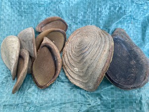 [ALTA CALIDAD] Material de Concha de Murex de Blue Lotus Farm para la Elaboración de Fragancias, Perfumes y Incienso, Venta al por Mayor Thanh - Product Image 6