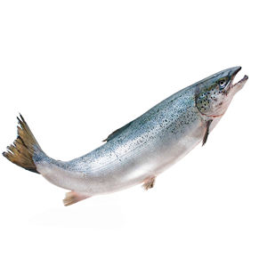 Filete de salmón congelado, salmón fresco y congelado del Atlántico, salmón entero congelado, cabeza de salmón - Product Image 3