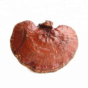 Champignons Reishi séchés de haute qualité – Produit à base de plantes naturelles, médecine à base de plantes // Mr.Tom - Product Image 2
