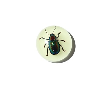 Escarabajo de Hoja Brillante, Espécimen Real, Cabujón de Plástico Redondo de 19x19 mm, Base Plana Brillante para Manualidades y Joyería - Product Image 6