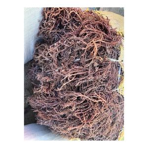 สาหร่ายทะเลเวียดนามออร์แกนิกแบบดิบ (Cottonii Sea Moss) สำหรับการผลิตอาหารและการส่งออกจำนวนมาก - Product Image 6