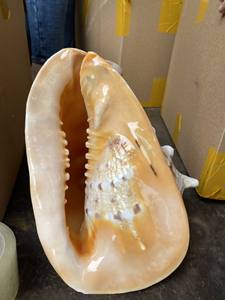 Coquillage côtier Turbo Shell Wine Cup 20cm Cadeau unique fait main, décor océanique naturel pour la maison ou l'été - Product Image 6