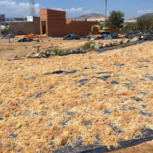 Musgo marino fresco de Vietnam para la variedad de menús de restaurantes y para preparar ensaladas deliciosas y bajas en calorías para los comensales. - Product Image 2