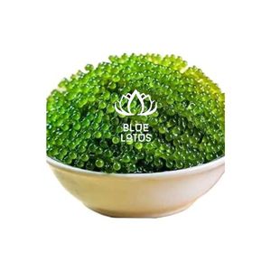 PRODUIT PHARE : Algues de mer séchées durables du Vietnam (Caulerpa Lentillifera) – Aliment riche en nutriments pour l'exportation - Product Image 1