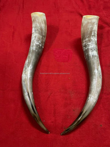 Paire de cornes de buffle naturelles de 25 à 35 pouces, style animal marin, souvenir pour décoration murale et artisanat - Product Image 3