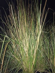 ALOURA OILS Supreme KHUS (VETIVER) Huile Attar Naturelle Bois de Santal - d'Uttar Pradesh pour l'Aromathérapie et les Parfums Naturels - Product Image 2