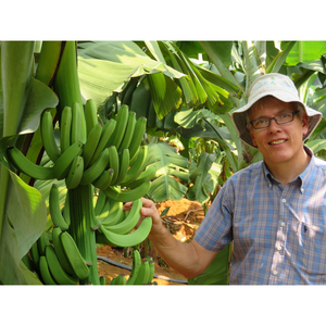 Bananes vertes Cavendish de qualité export, bananes fraîches non mûres pour la vente en gros et le commerce international - Product Image 4