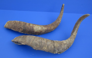 Friandises à mâcher pour chiens en corne de chèvre naturelle, riches en protéines, pour petits chiens, chatons et chiots, nourriture saine et riche en nutriments pour animaux de compagnie - Product Image 4