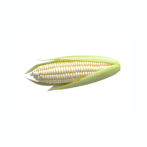 Maïs Blanc Abordable pour la Vente au Détail, les Achats en Gros et la Production Alimentaire - Product Image 5