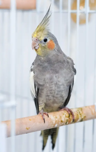 Cockatiel Live Ornamental Birds for Aviculture Breeding Programs <b>Aviaries</b> and Wholesale Supply - Product Image 4
