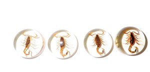 Scorpion doré, spécimen réel, cabochon en plastique rond 25x25 mm, fond plat transparent pour l'artisanat et la fabrication de bijoux - Product Image 6