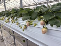 Briljante kwaliteit, goed beoordeeld, Japanse verse, streng geselecteerde zoete aardbeien.