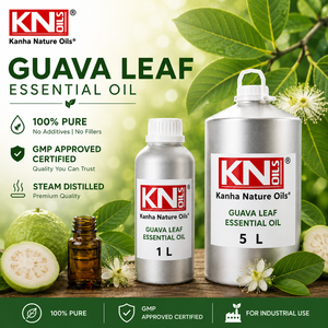 น้ำมันหอมระเหยใบฝรั่งแท้ 100% คุณภาพสูง ได้รับการรับรองออร์แกนิก Psidium Guajava ผู้ผลิตขายส่งทั่วโลก ผู้ส่งออก ผู้ค้าส่ง - Product Image 1