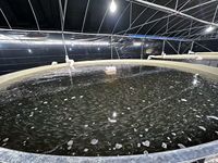 Équipement d'élevage de poissons Tilapia en PP écologique, équipement commercial d'élevage de poissons RAS, bassins de pisciculture extérieurs