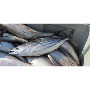 Filetes de Atún Aleta Amarilla, Corte Premium, Enlatados, Conservados en Sal, Frescos, Listos para Exportadores Globales - Product Image 3