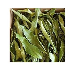 Hojas de Mango Secas de Primera Calidad, Bolsa a Granel, Té de Hojas Sueltas, Proveedor de Vietnam, 100% Origen Vietnamita, Empaque Personalizado, Venta al Por Mayor - Product Image 4