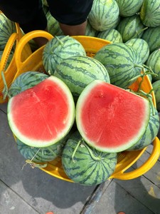 แตงโมเวียดนามสดจากฟาร์มไร้เมล็ด – คุณภาพส่งออก รสหวานกรอบอร่อย - Product Image 1