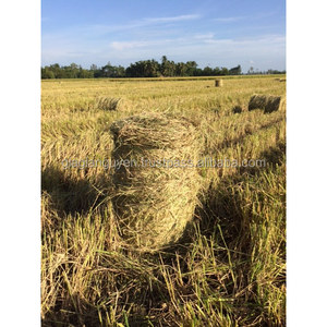 Meilleur produit agricole GIA GIA NGUYEN, paille de riz séchée, foin sec, fourrage sec du Vietnam pour la culture de champignons et l'alimentation animale - Product Image 5