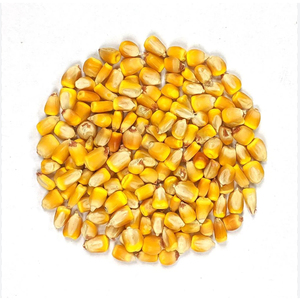 ข้าวโพดเหลืองพรีเมียมเกรดอาหาร ขายส่งจำนวนมาก คุณภาพสูง พร้อมส่งออก - Product Image 3