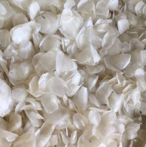 ESCALA DE PESCADO SECO AL MEJOR PRECIO EN EL MERCADO DE VIETNAM - Product Image 3