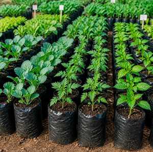 Sacs de culture non tissés résistants, pots à plantes en tissu respirant, sacs de culture pour légumes de 15 gallons - Product Image 1