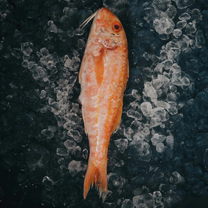 Mullet Rojo Congelado al por Mayor: Suministro de Pescado Congelado Premium para Supermercados en Todo el Mundo - Product Image 1