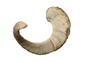 เขาแกะแท้ ขัดเงาอย่างดี สำหรับตกแต่งและงานฝีมือ คุณภาพสูง - Product Image 3