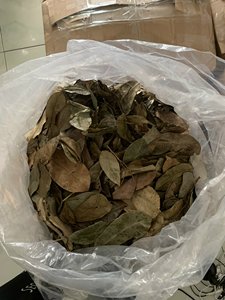 High Quality Dried Soursop Leaves Vietnam Natural Guanabana Leaves Bulk Export Manufacturer Supply - Product Image 3