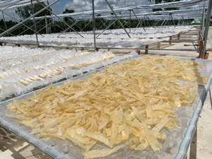 La meilleure qualité de ventre de poisson basa séché du Vietnam/ Lima - Product Image 6